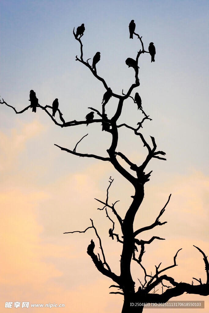 黄昏树枝上的群鸟剪影