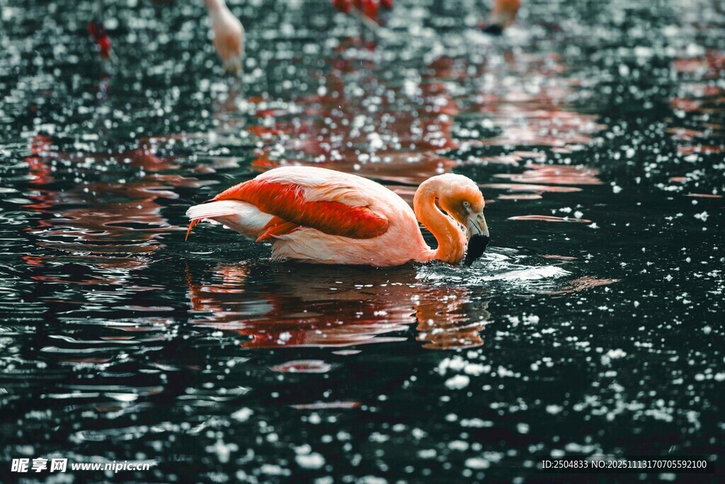 水中休憩的火烈鸟