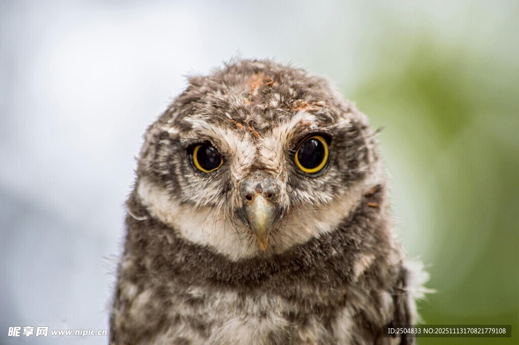 呆萌小猫头鹰特写