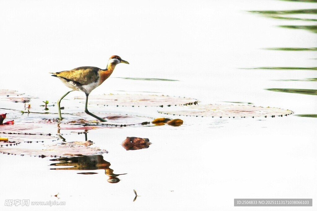 水畔行走的小鸟