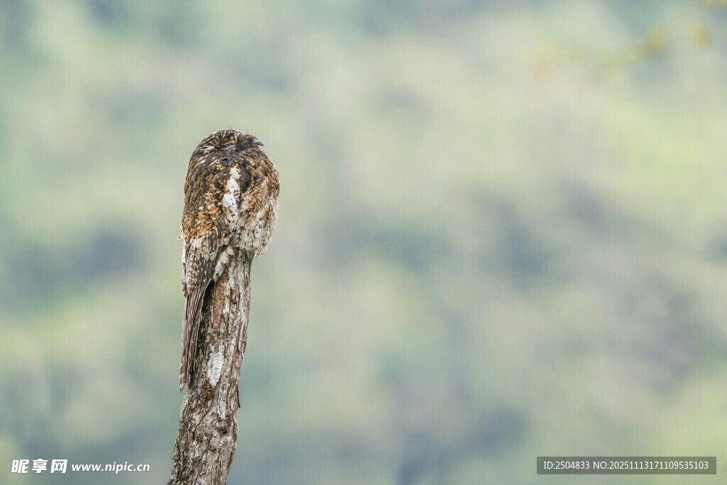 特写 伪装在枝头的蛇