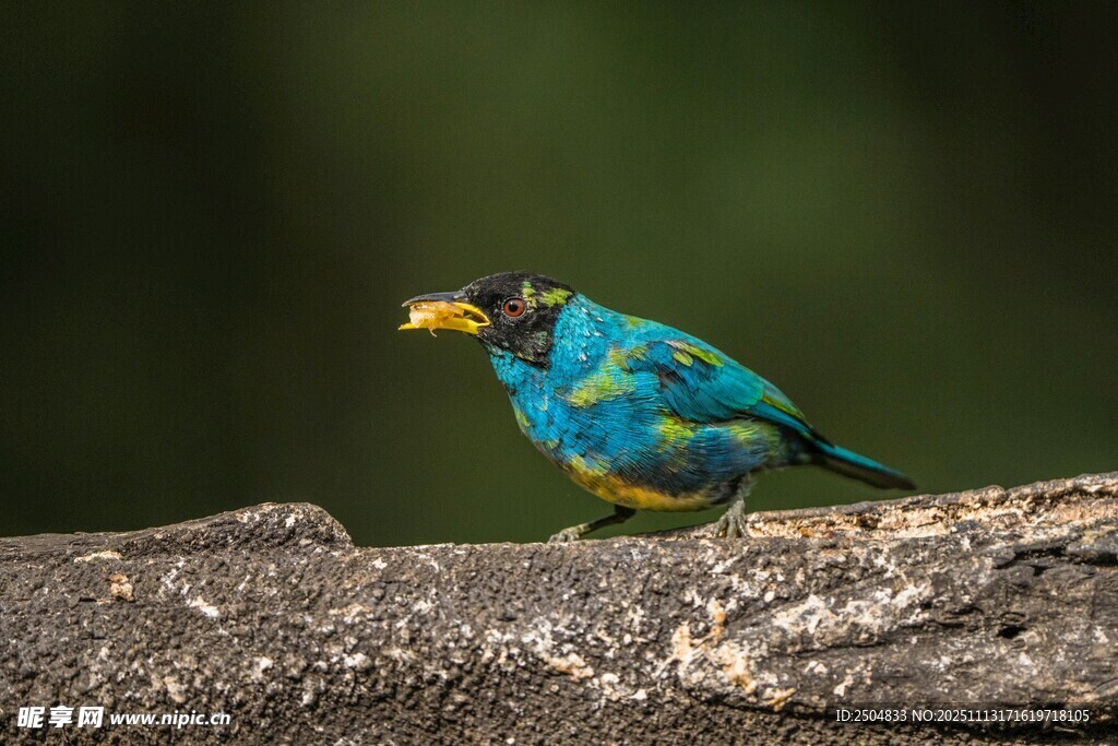 五彩斑斓小鸟栖于树枝