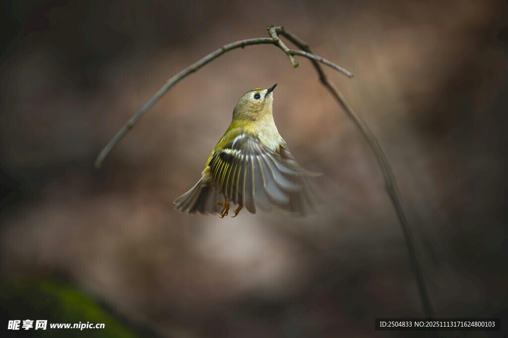 枝头小鸟展翅瞬间