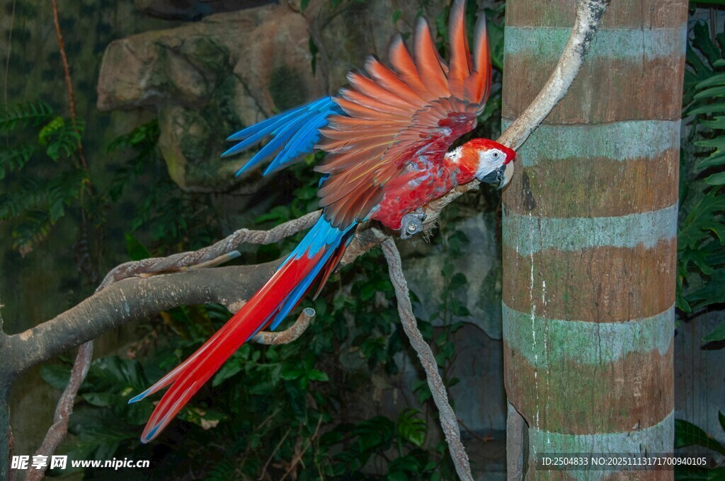 色彩艳丽的红金刚鹦鹉