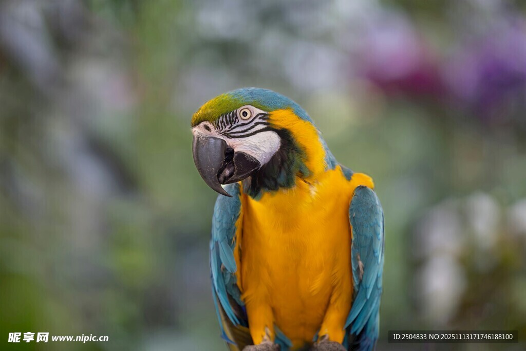 色彩艳丽的金刚鹦鹉