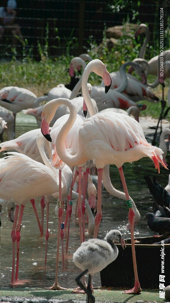 一群火烈鸟聚集的场景