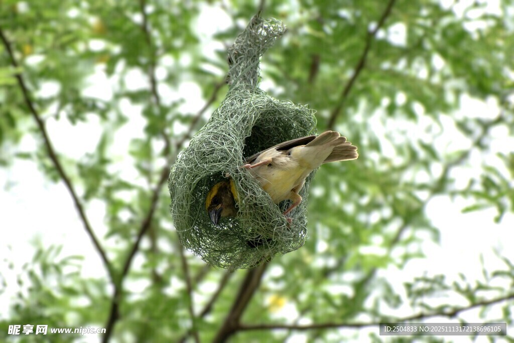 小鸟在枝头鸟巢中进食