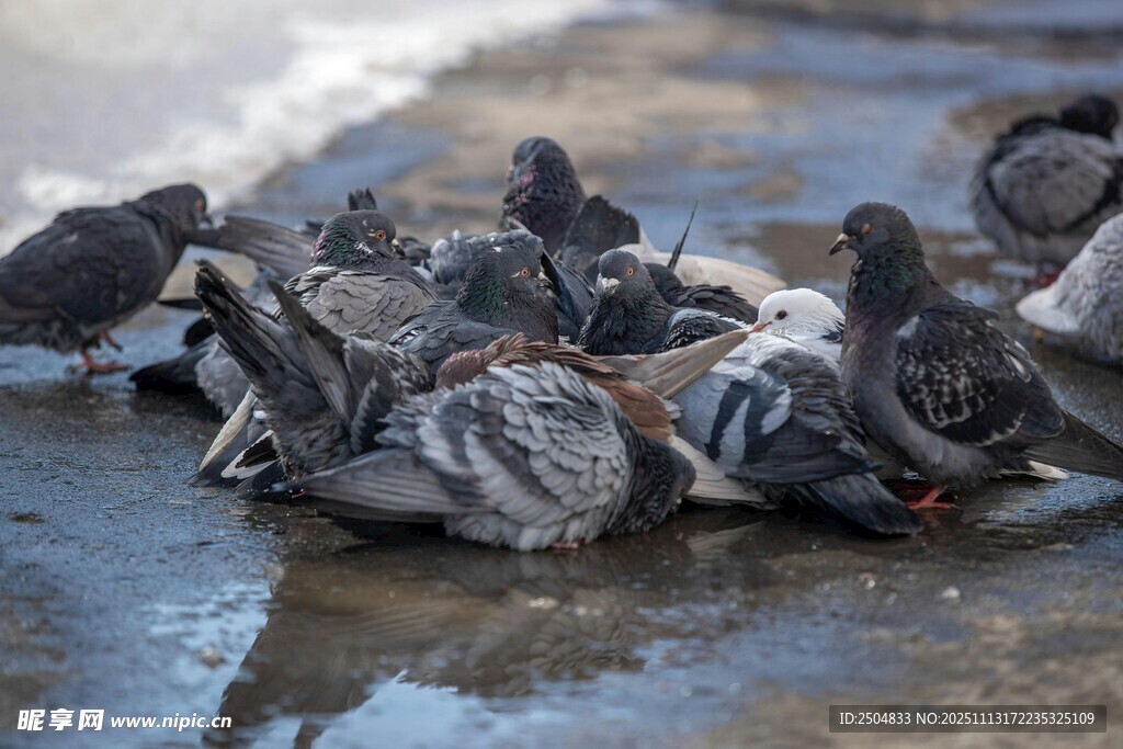 一群鸽子聚集在潮湿地面