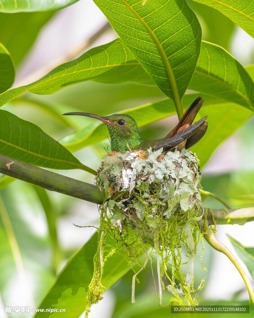 枝头鸟巢中的小鸟