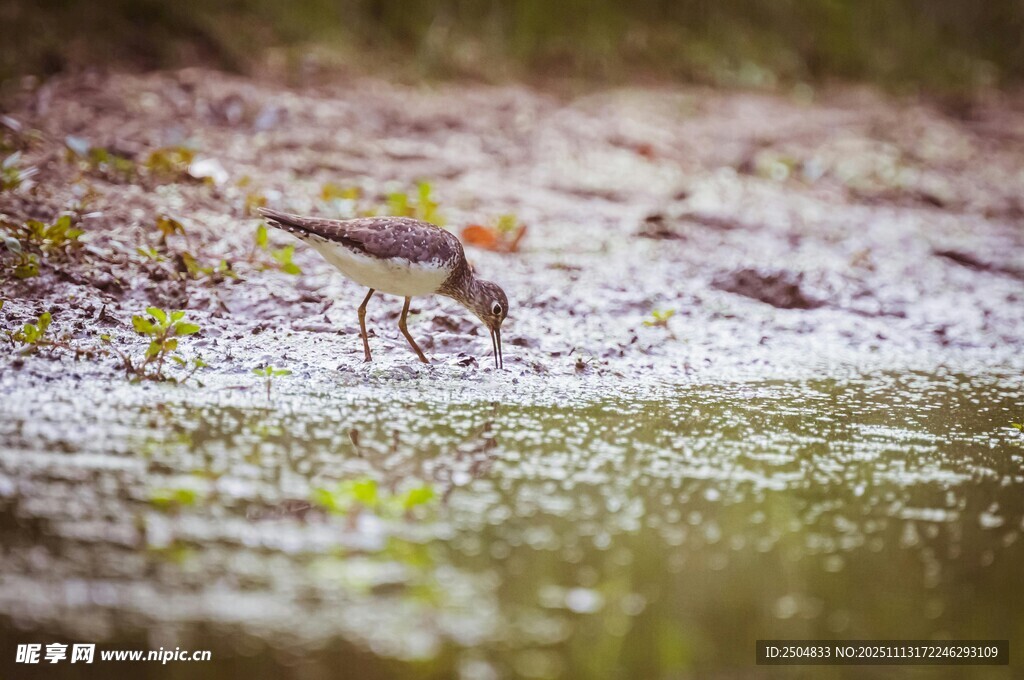 水边觅食的小鸟