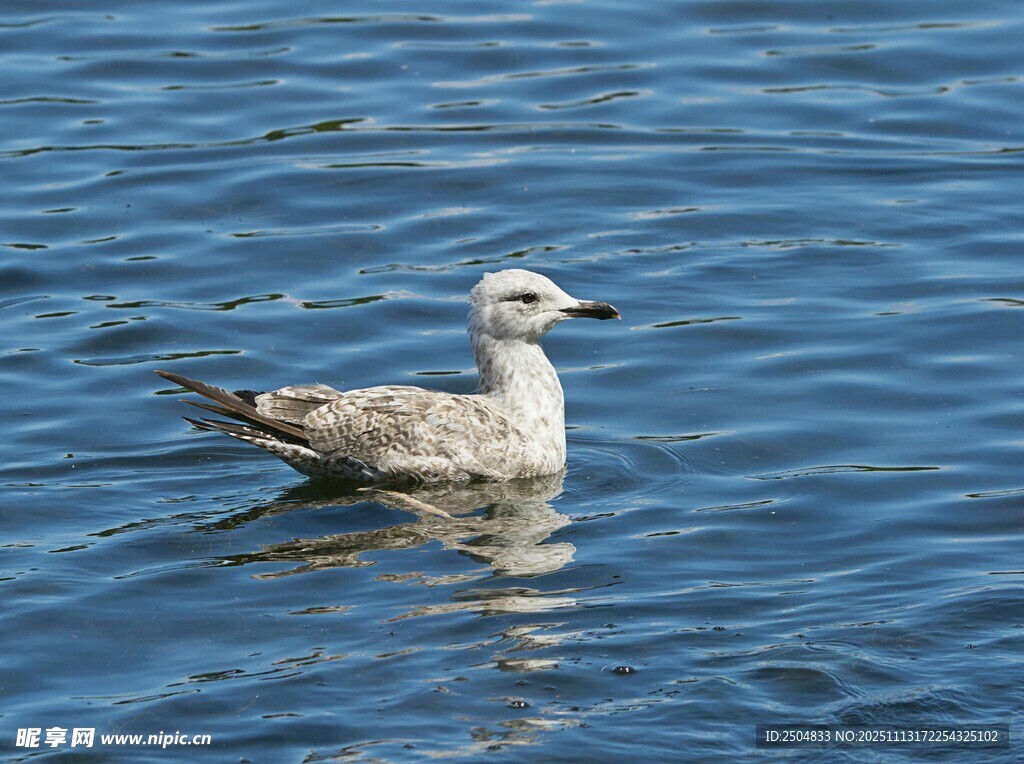 水中的海鸥