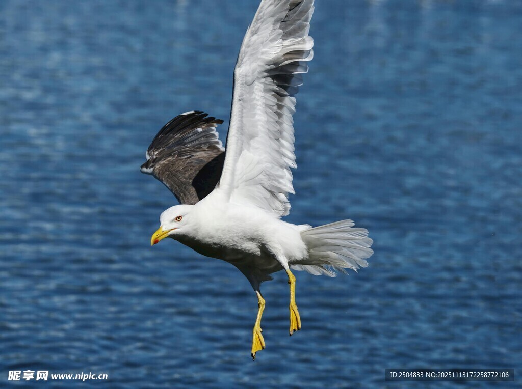 海鸥展翅翱翔于蓝天碧海