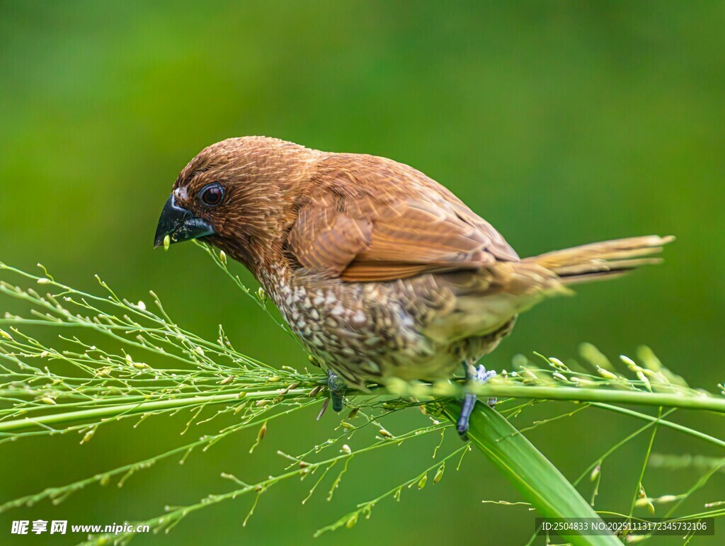 棕鸟栖于绿枝上