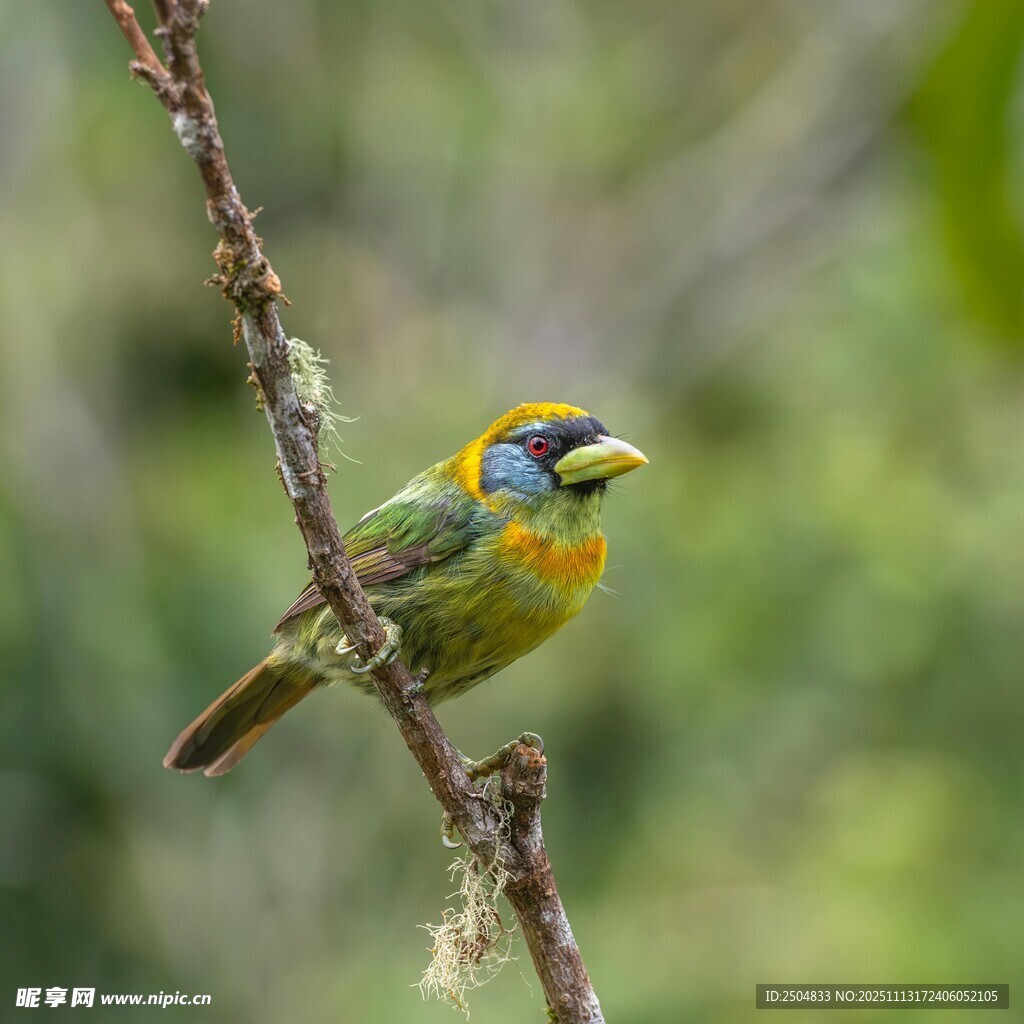 多彩小鸟栖息枝头