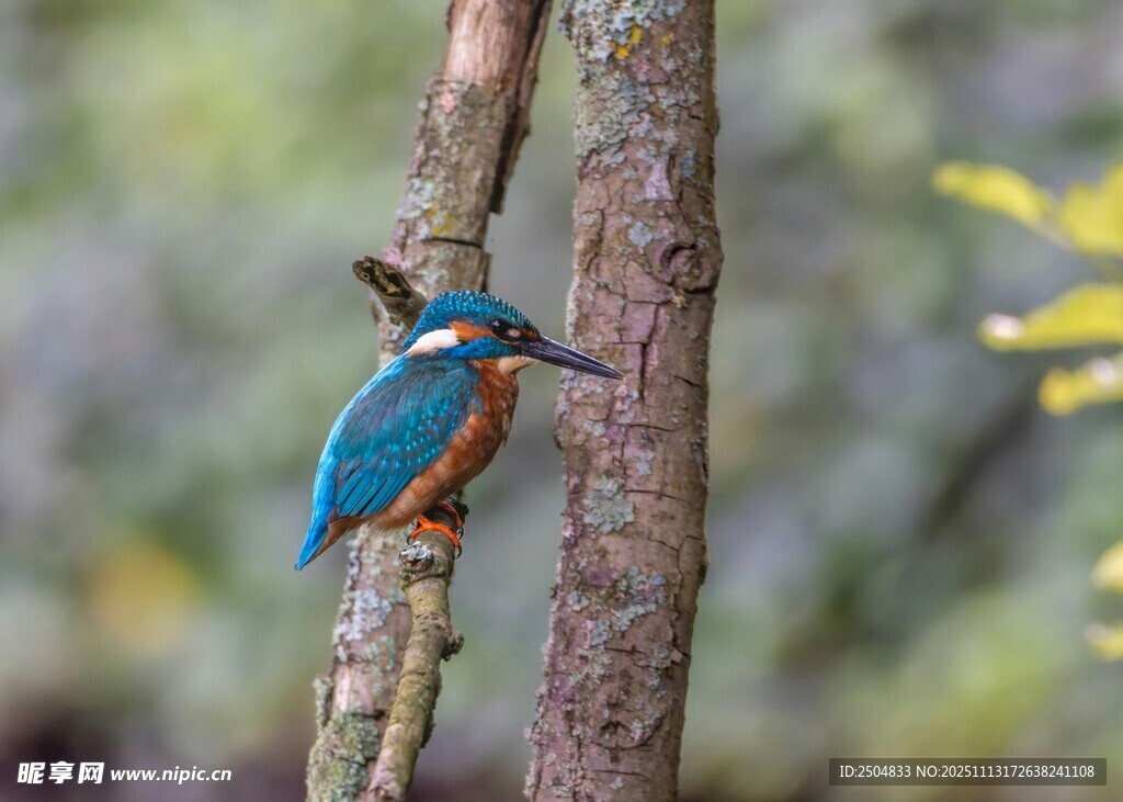 栖息枝头的翠鸟