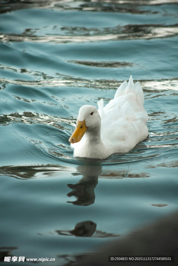 水中 弋的白色鸭子