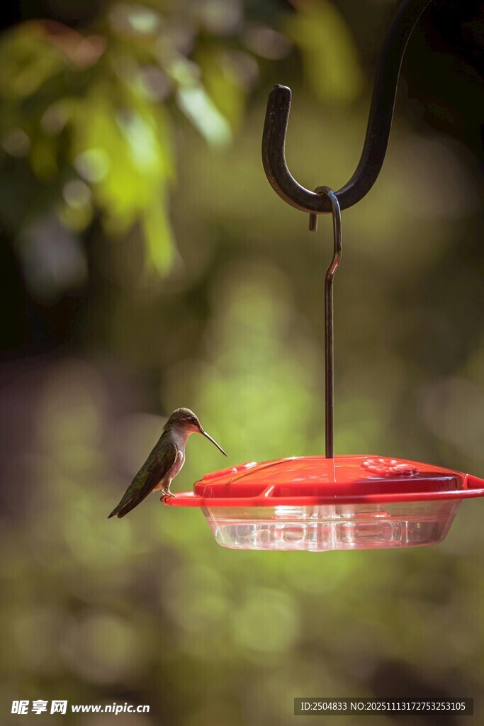 蜂鸟立于喂食器上