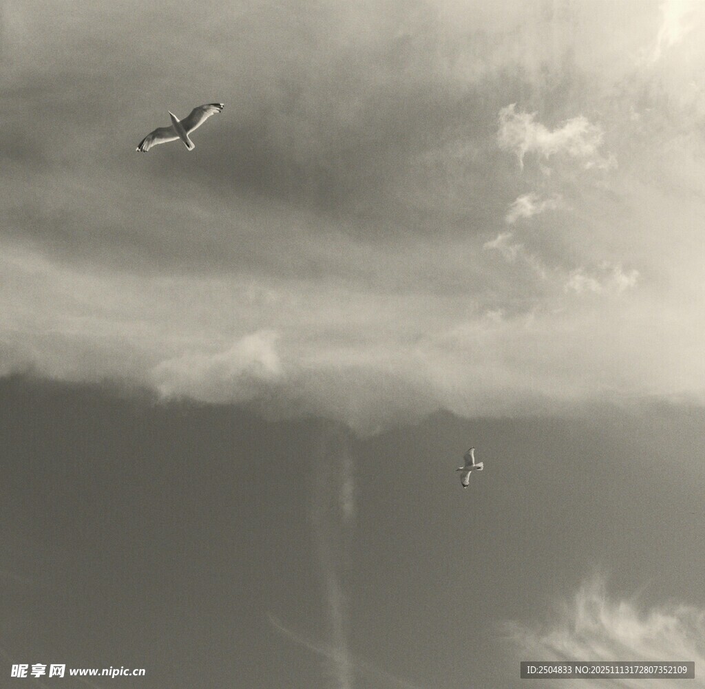 天空中飞翔的鸟儿