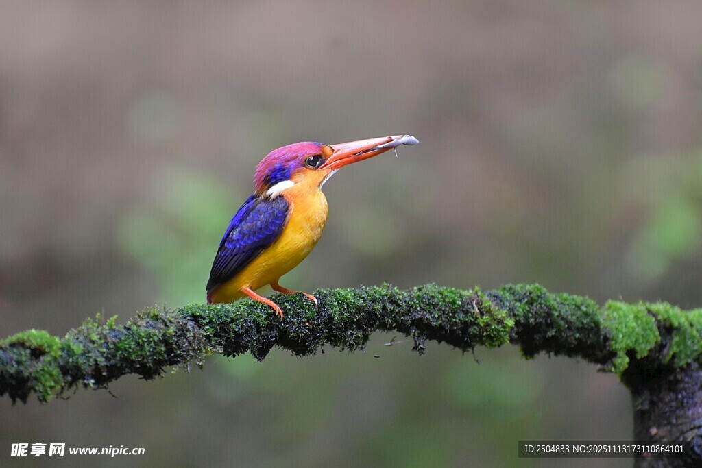 五彩小鸟衔物栖于枝上