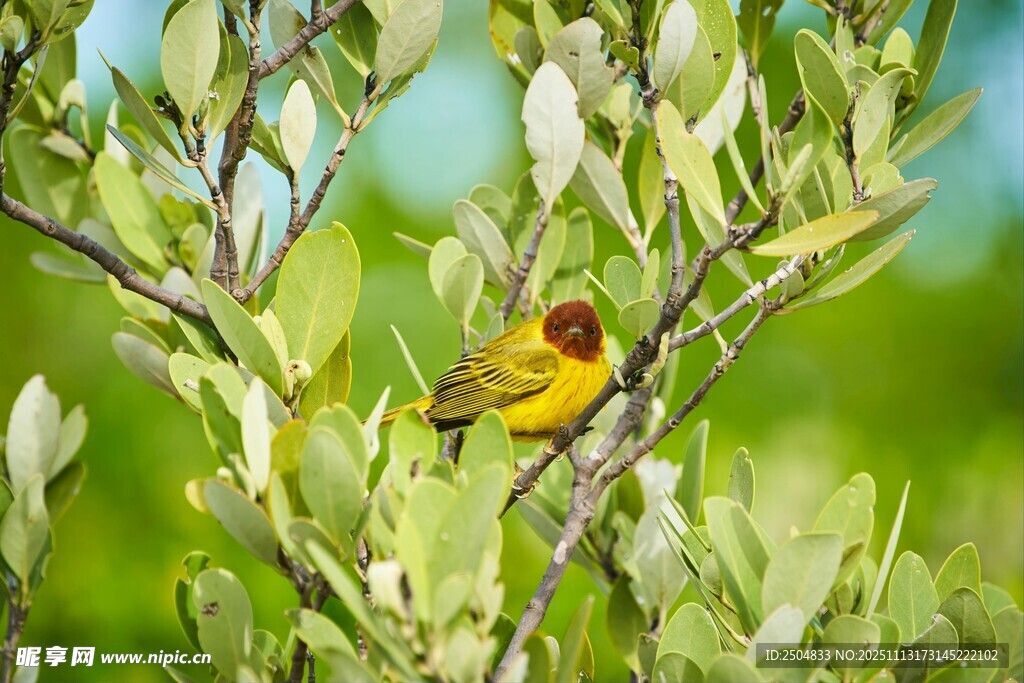 枝头黄鸟栖于翠绿间