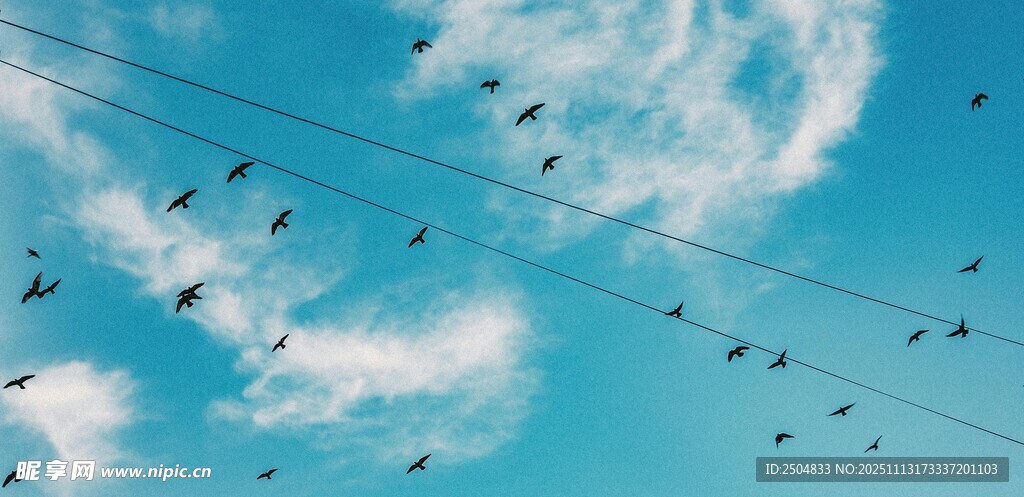 蓝天飞鸟与电线的和谐画面