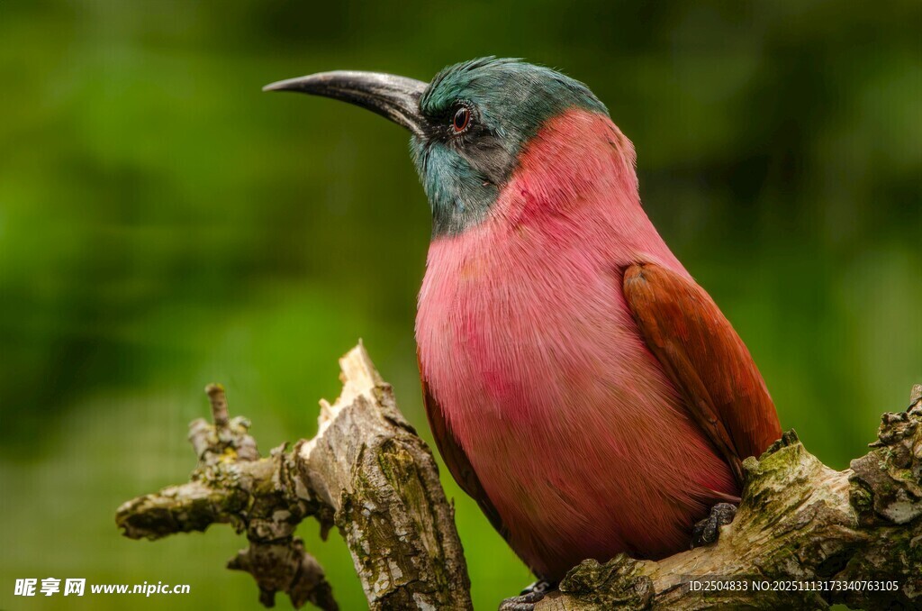 色彩艳丽的小鸟栖息枝头