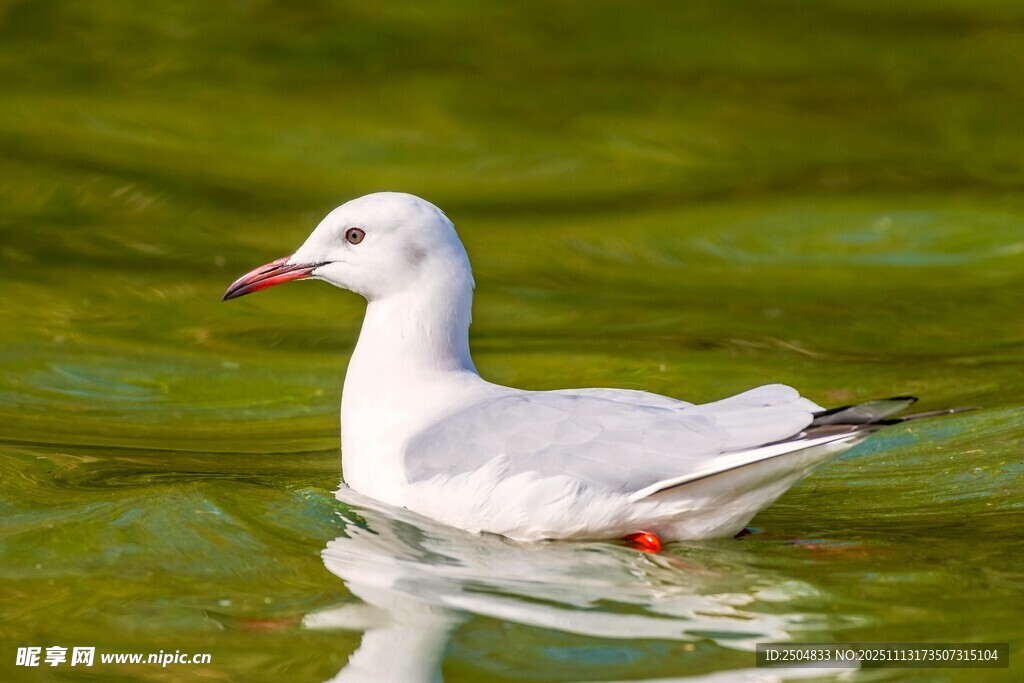水中畅 的白色海鸥