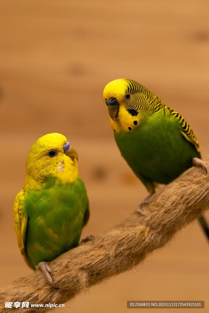 树枝上的黄绿相间鹦鹉