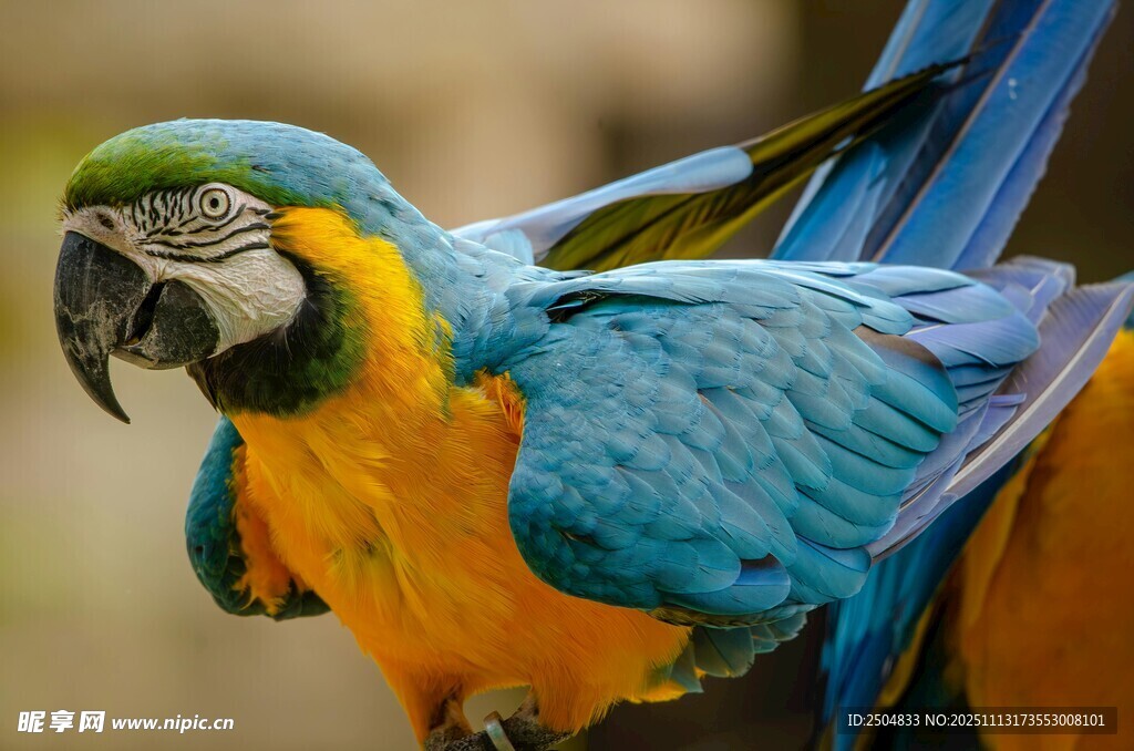 多彩鹦鹉展示绚丽羽毛