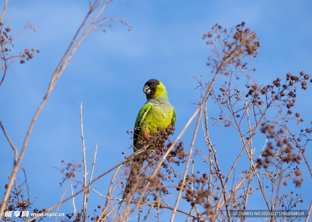 枝头绿鹦鹉