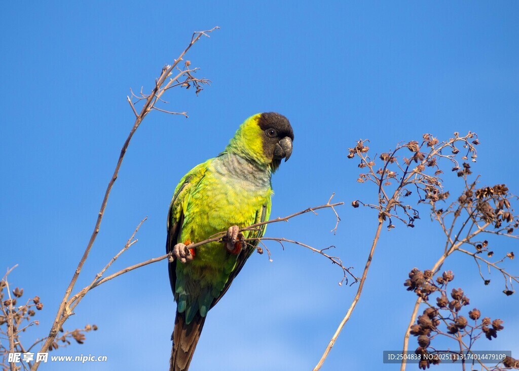 枝头绿鹦鹉