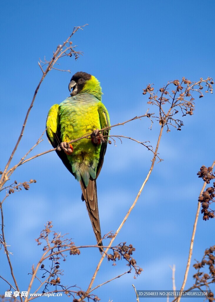 枝头绿鹦鹉