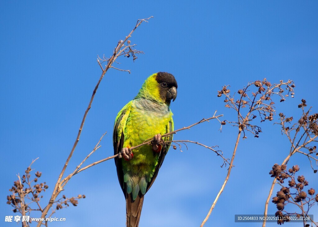 枝头绿鹦鹉