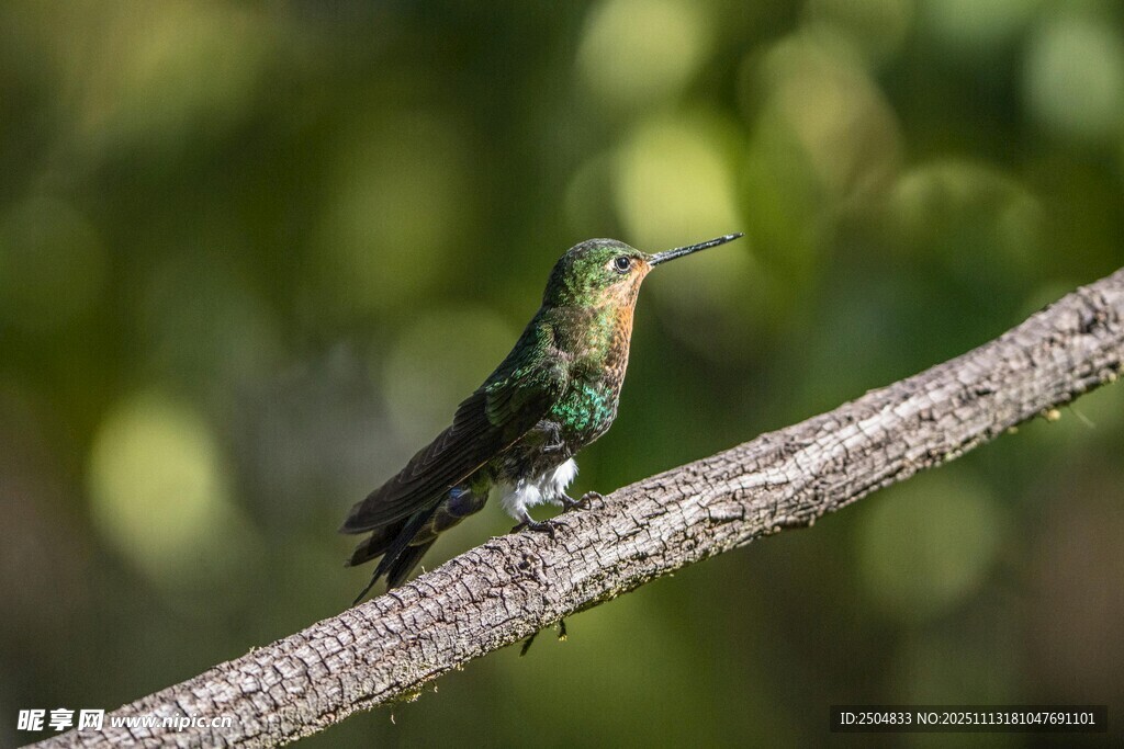 绿羽蜂鸟栖息枝头
