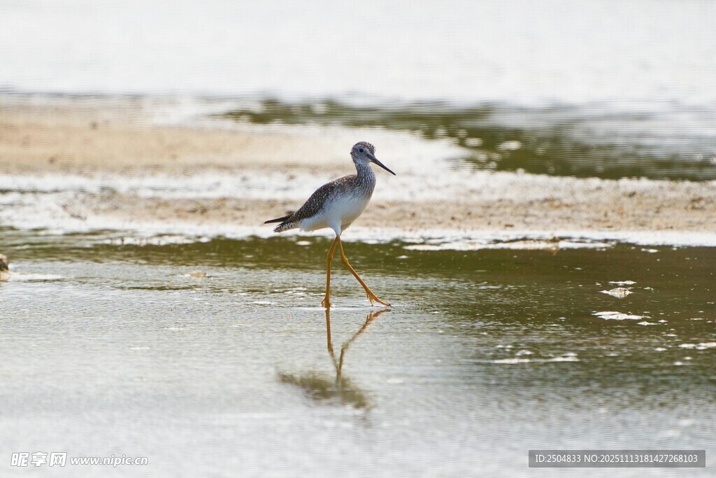 水边伫立的灰鹭