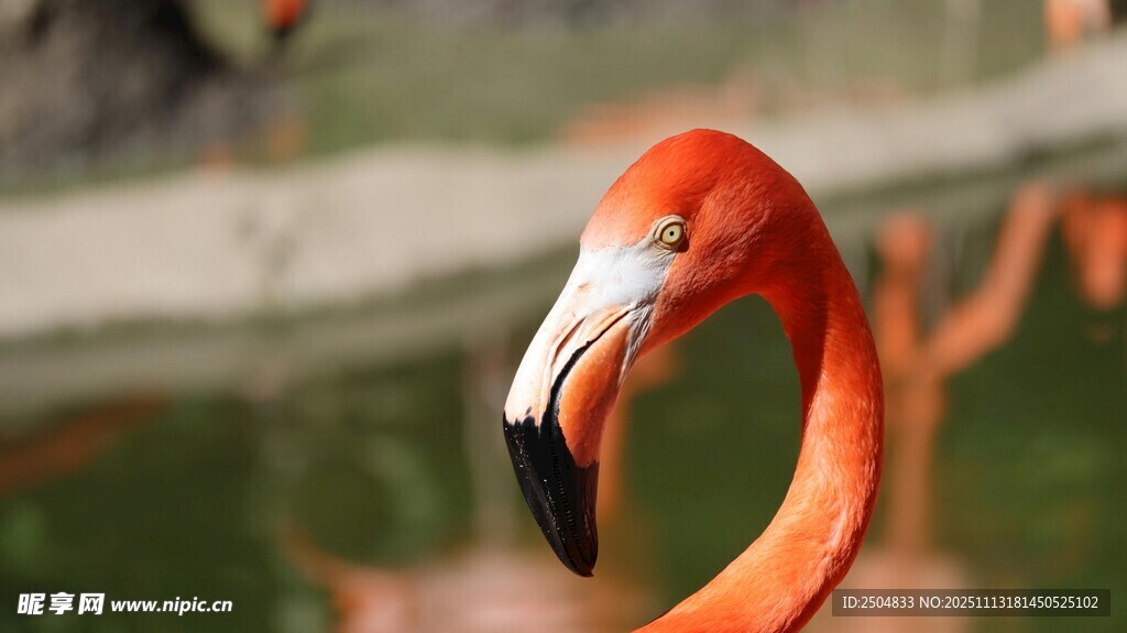 优雅火烈鸟特写