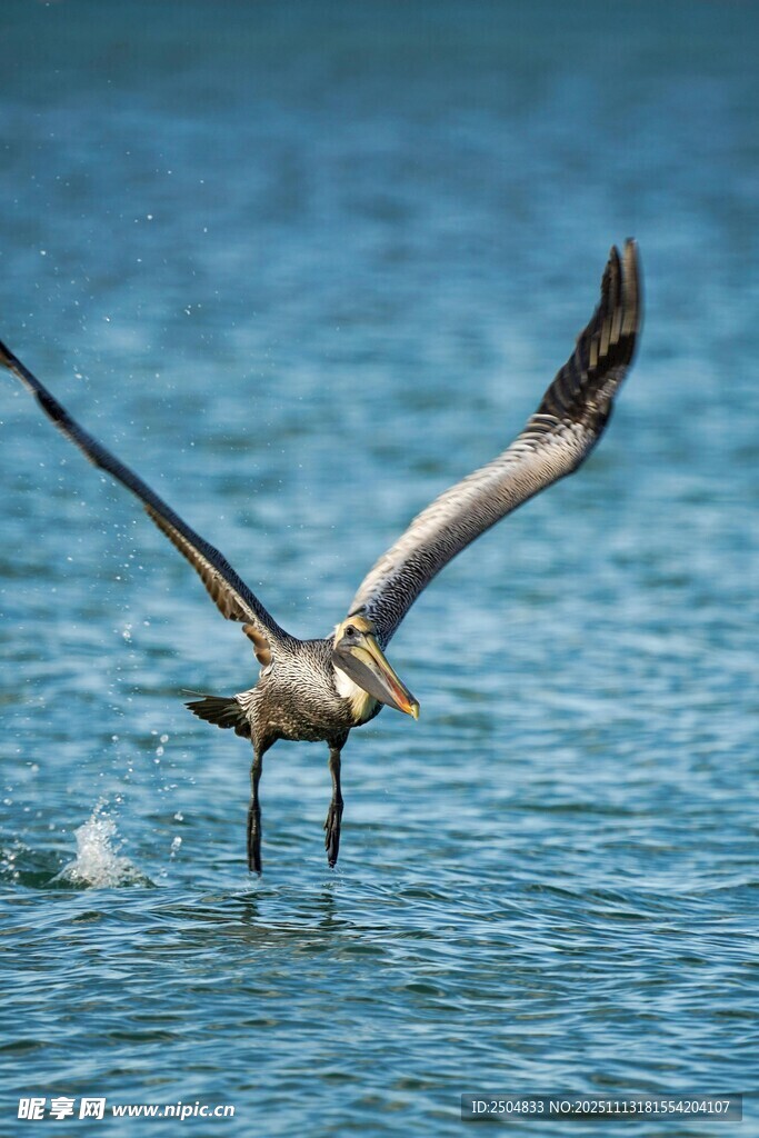 海鸟展翅于碧波之上
