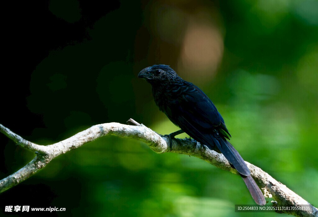 枝头黑鸟