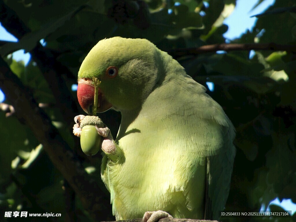 绿鹦鹉枝头进食