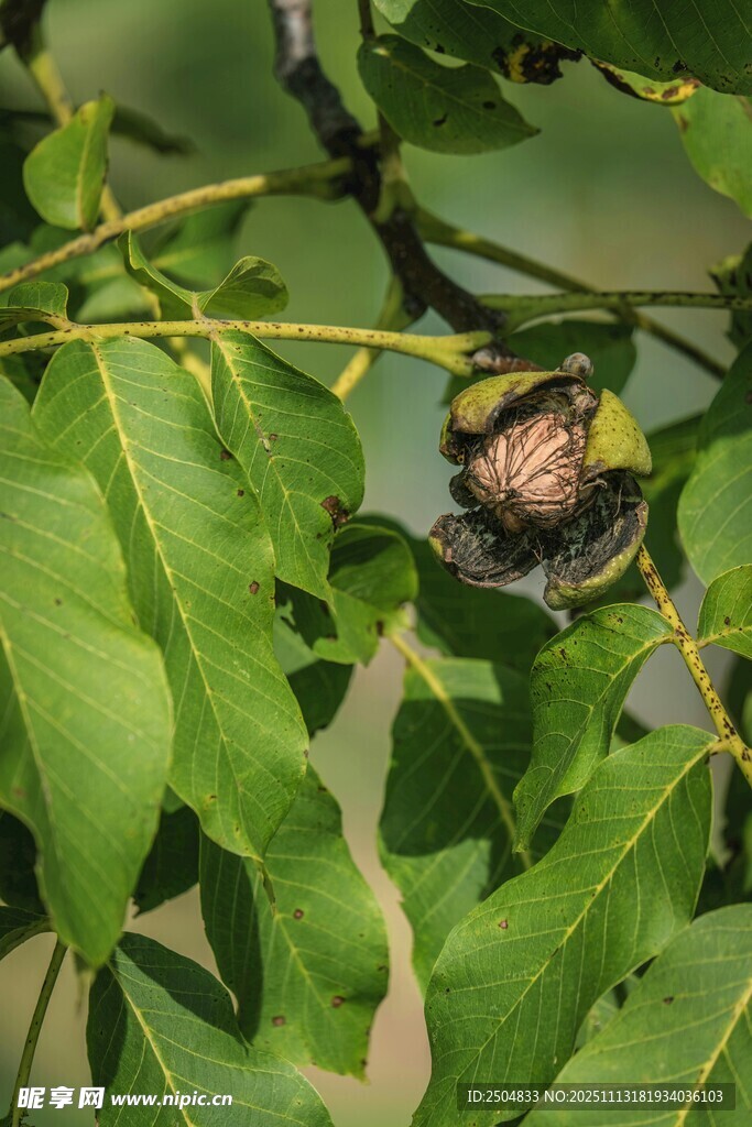 绿叶间的核桃果实