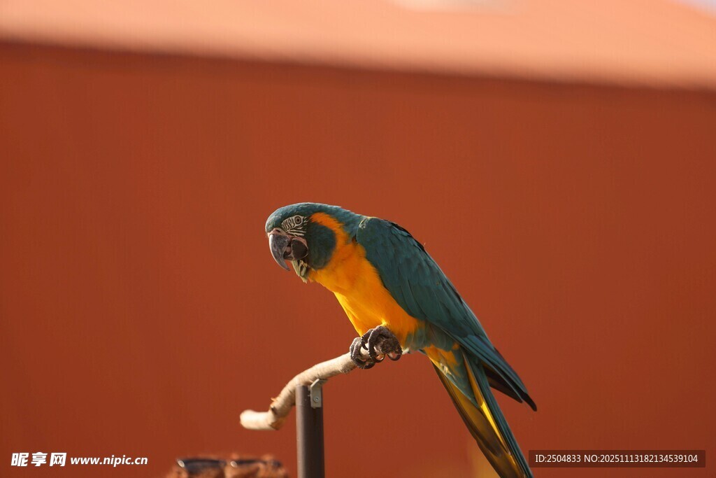 蓝黄鹦鹉栖息于杆上