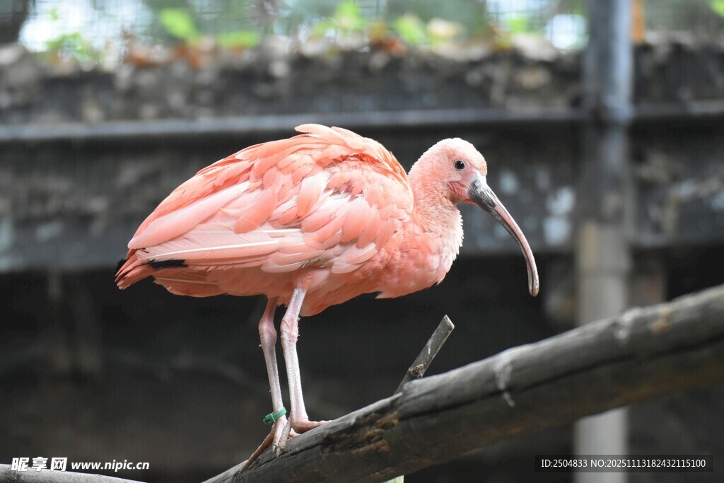 粉红琵鹭栖息于枝头