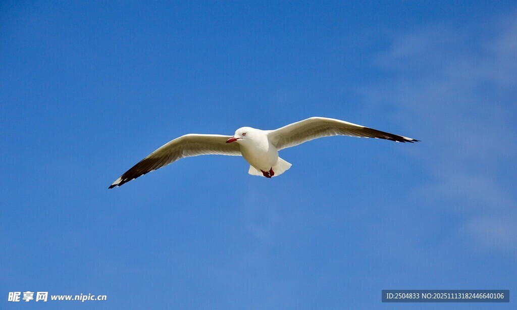 蓝天中翱翔的海鸥