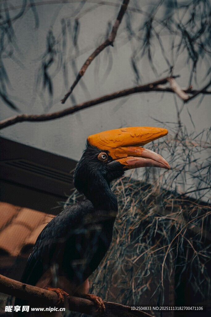 大嘴犀鸟栖息于枝头