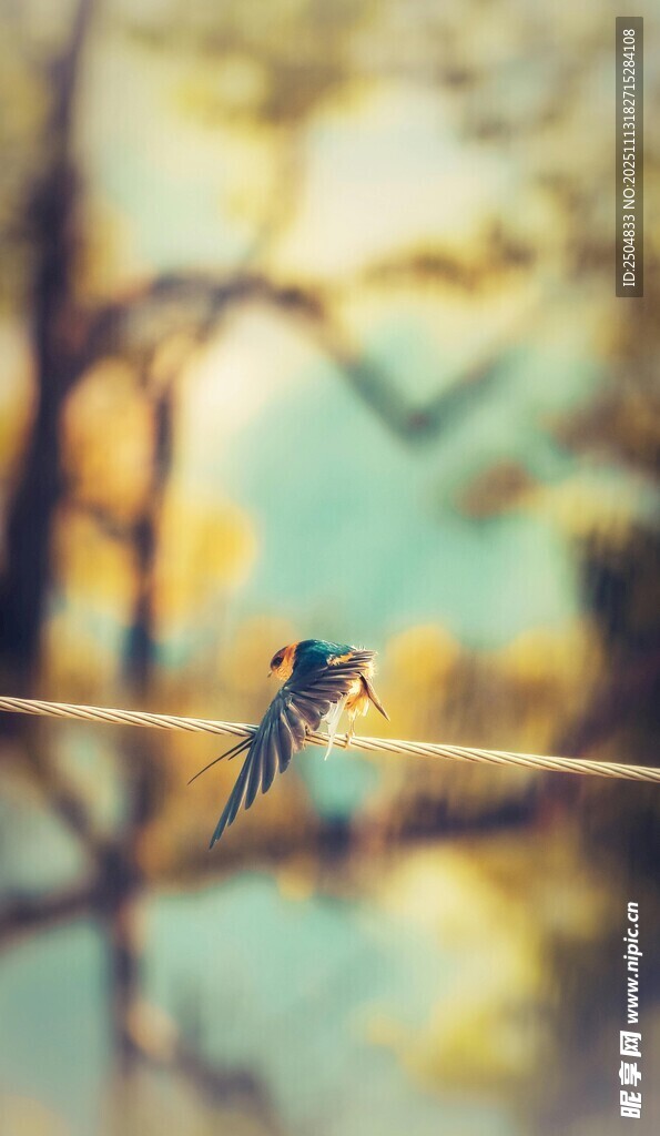 电线上的小鸟