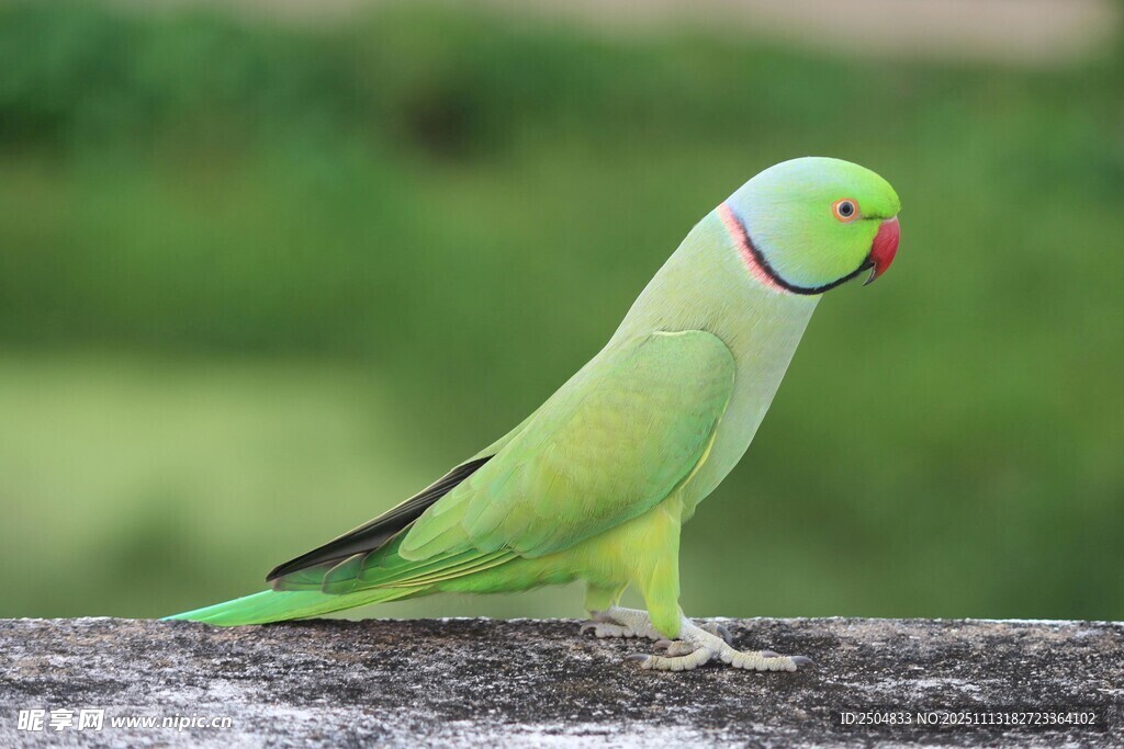 绿鹦鹉立于石上