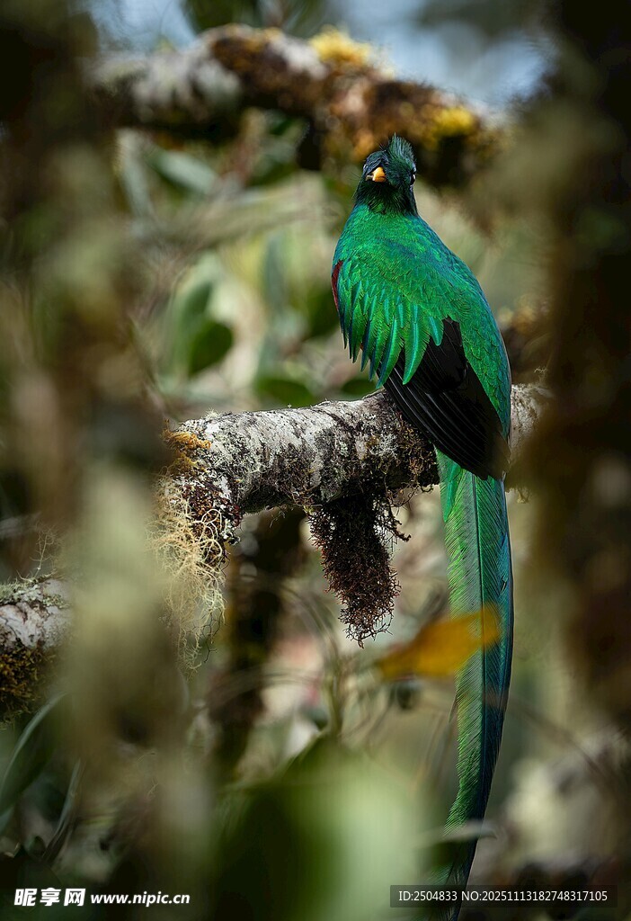 绿羽长尾鸟栖息于枝头