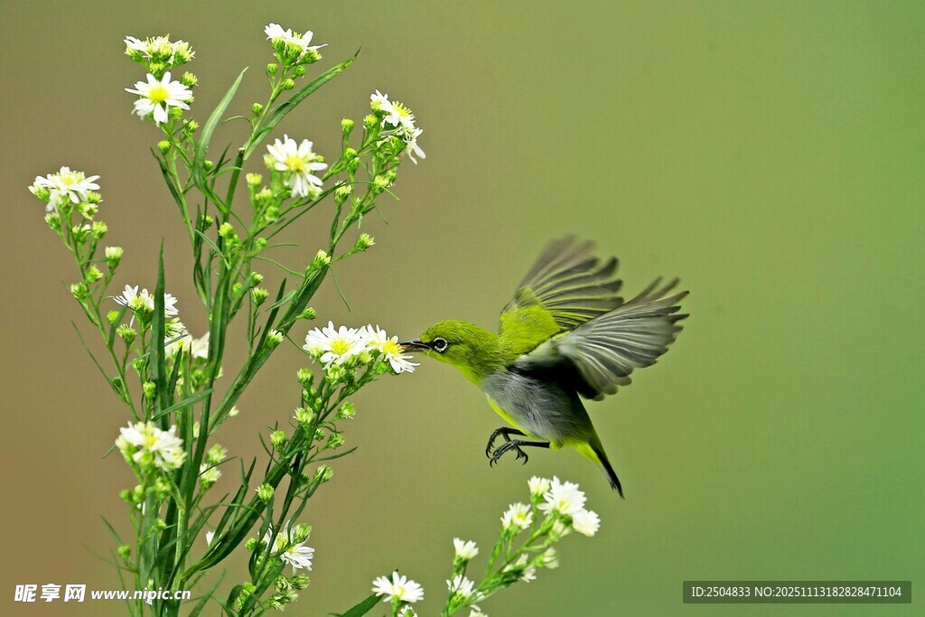 绿鸟花间采蜜瞬间