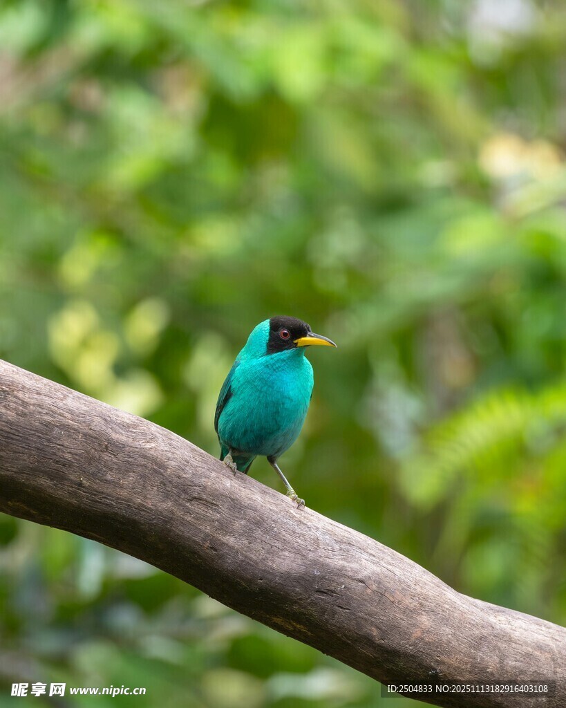枝头的蓝绿色小鸟