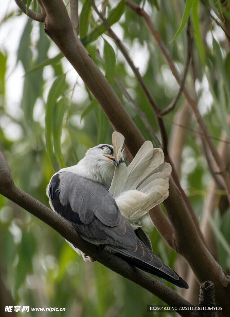 枝头白鸽展翅休憩